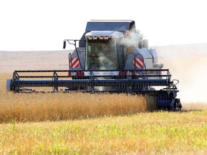 В Забайкалье выросла урожайность пшеницы
