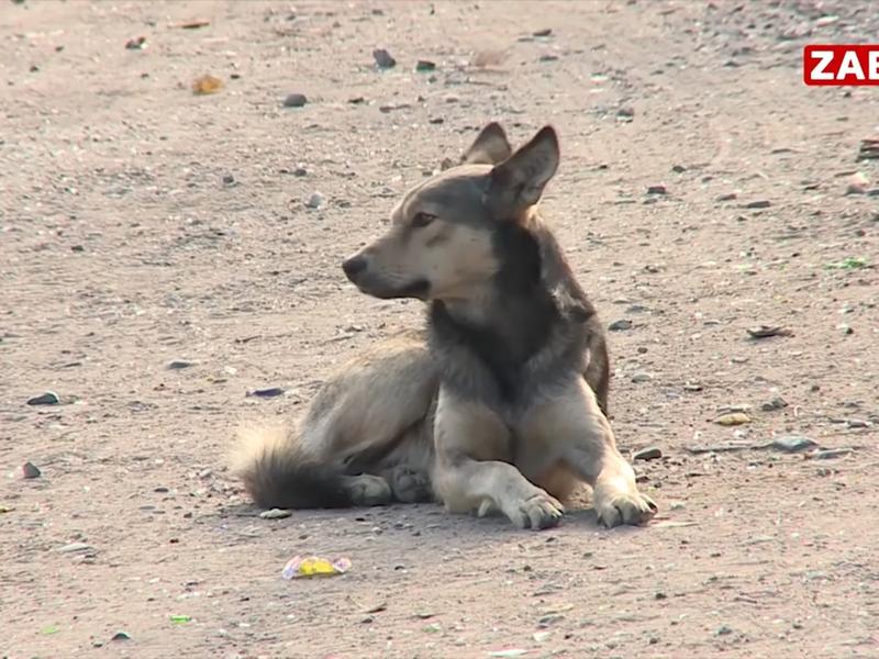 Жильцы дома по улице Новодолиновская жалуются на бродячих собак