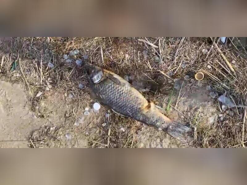 Мертвая рыба разбросана по берегу озера Кенон в Чите