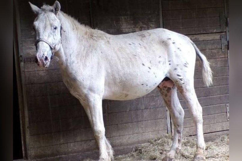 Забайкальский жеребец Юма получил международное признание в Германии