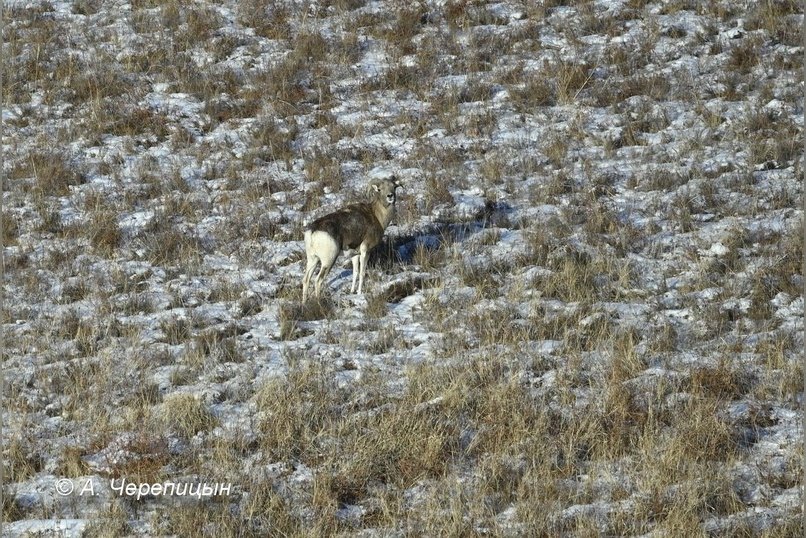 Горный баран вернулся в Забайкалье спустя более 150 лет