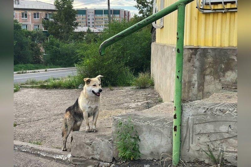 Администрация Читы: с начала года в городе отловили более двух тысяч собак