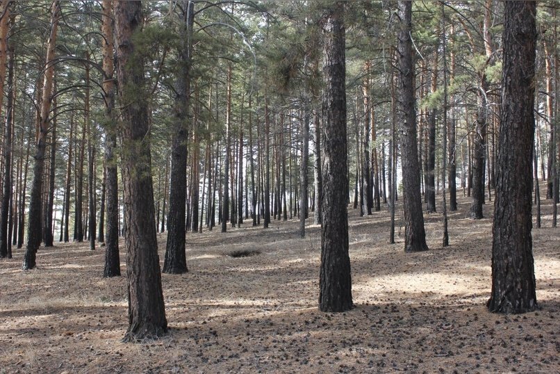 В шести лесничествах Забайкалья зарегистрированы незаконные рубки