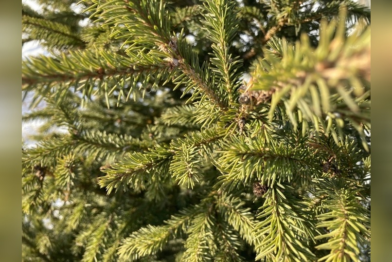 Стало известно, какими игрушками украсят «Ёлки Забайкалья» на Театральной площади