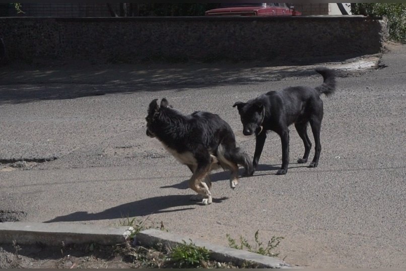 Уголовное дело возбудили из-за нападения собак на девушку в Чите