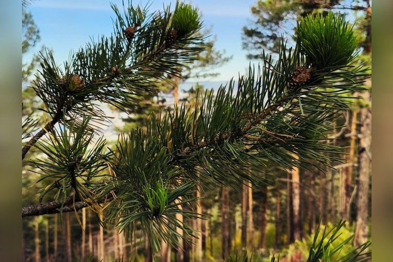 Документы о создании «Читинского бора» проходят финальное согласование