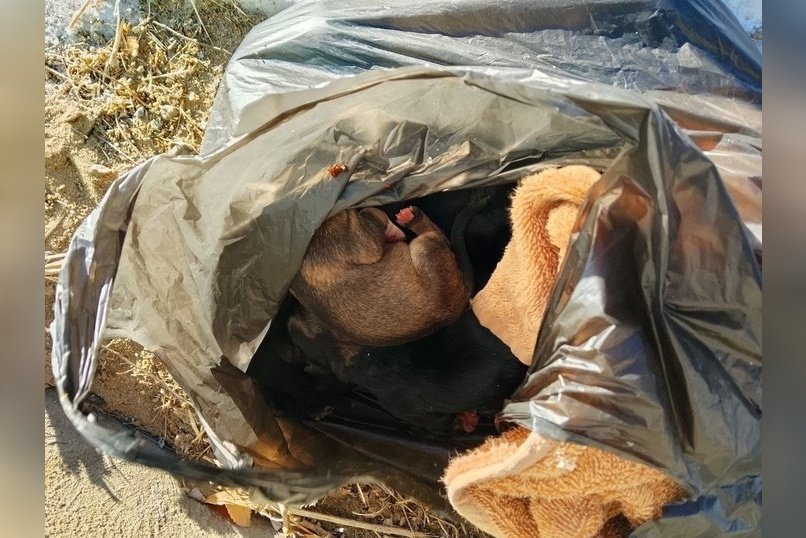 В Атамановке десять новорождённых щенков выбросили на мороз в пакете