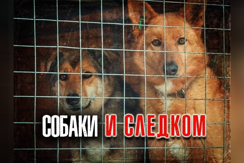 СК проверит дело об отлове бродячих собак в Забайкалье после жалоб