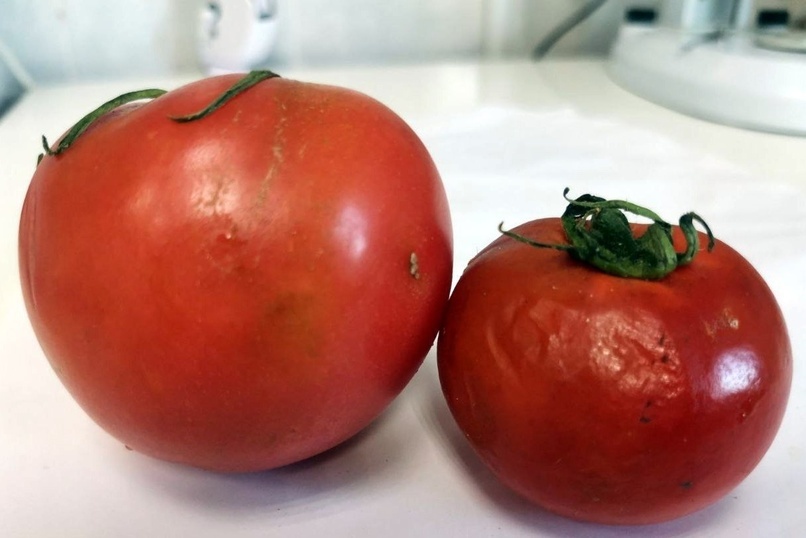 Зараженные томаты пытались ввезти в регион