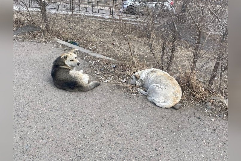 За сутки в Чите отловили восемь бездомных собак