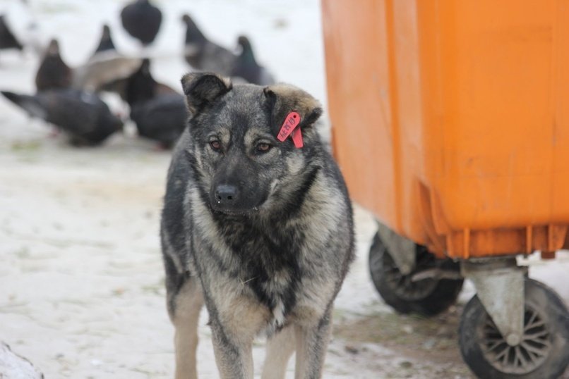 В Забайкалье депутаты поддержали возможность усыпления агрессивных собак