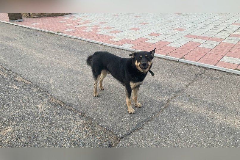 Стая собак терроризирует жителей Зенитки — прокуратура начала проверку