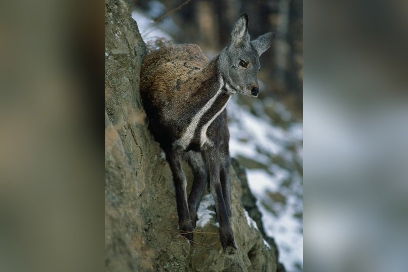 Инспекторы заказника спасли кабаргу в Забайкалье