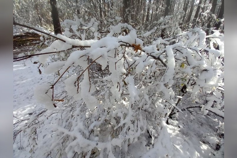 Гороскоп для жителей Забайкальского края на 7 декабря