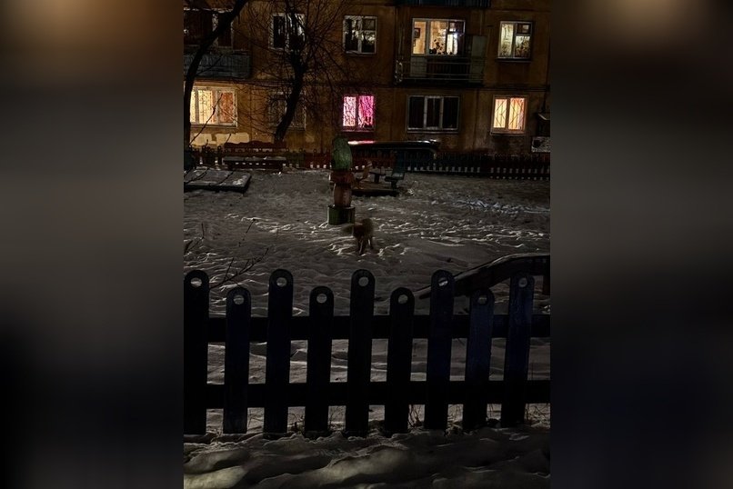 Лису во дворе заметили читинцы