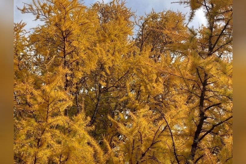 Гороскоп для жителей Забайкальского края на 18 ноября
