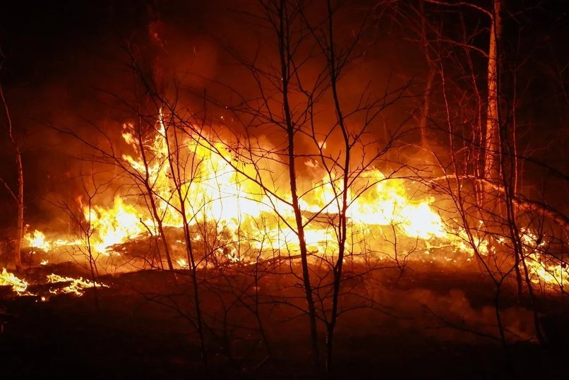 Верховой пожар выше человеческого роста бушует в Могочинском лесничестве