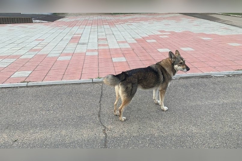Отлов бездомных собак продолжается в Чите