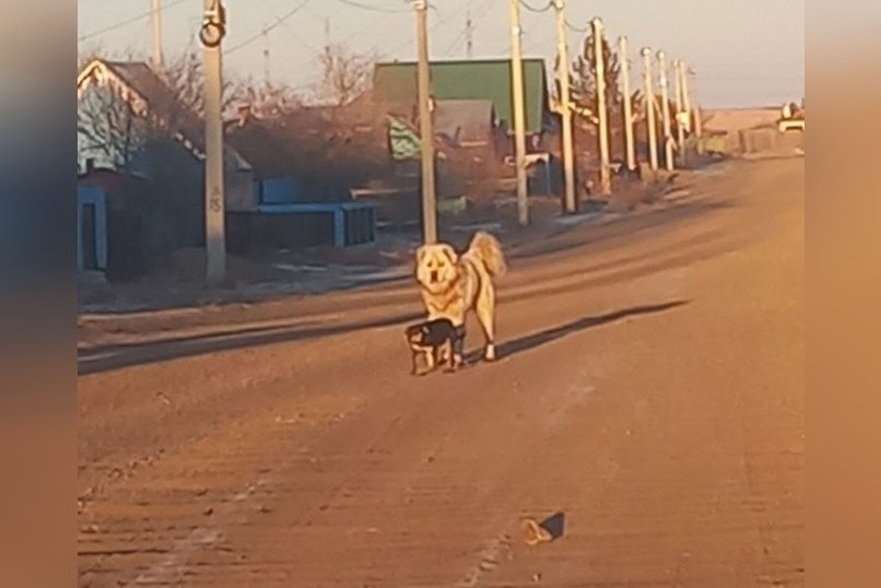 Огромную собаку поймали в Борзе