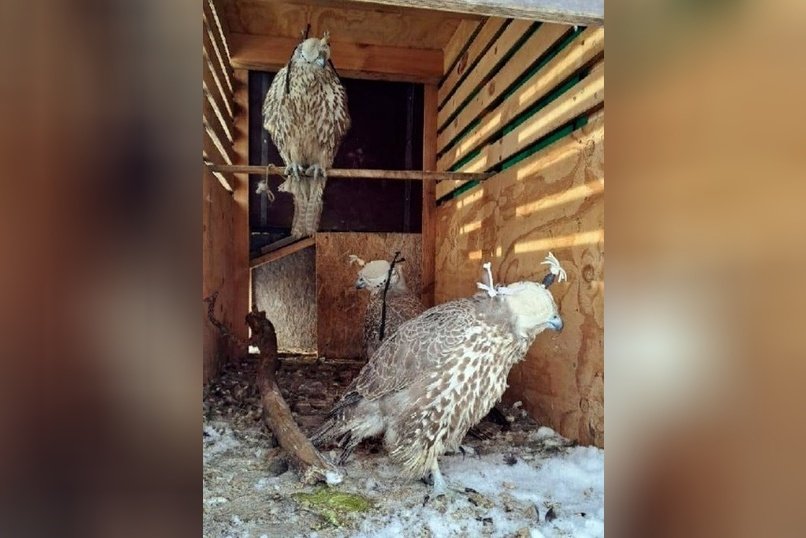 В суд переданы дела о незаконном обороте краснокнижных птиц в Забайкалье