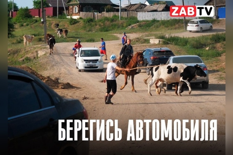 В селе Засопка фермеры борются с туристами за право пасти скот