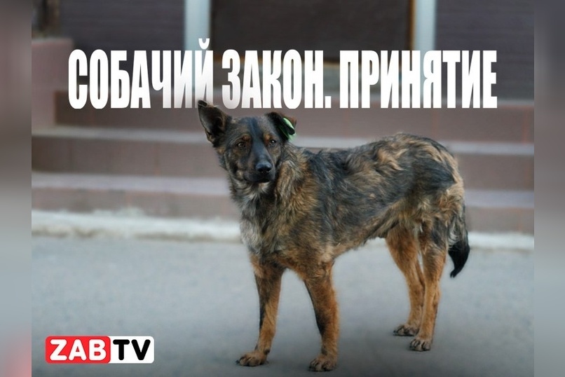 Депутаты приняли изменённый губернатором закон о бездомных собаках