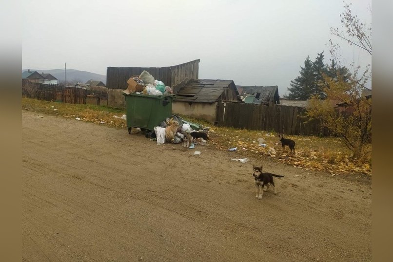 Собаки оккупировали ещё один посёлок в Забайкалье