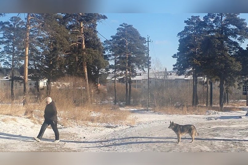 Собаки пикетировали мэрию города