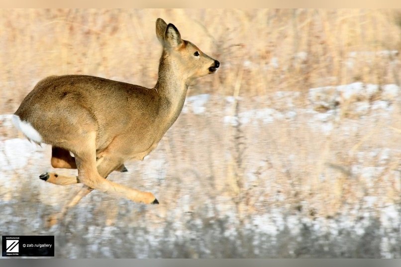 В Даурском заповеднике выросла численность косуль