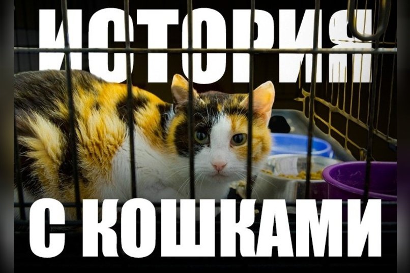 В Атамановке ищут решение для кошек из дома-интерната