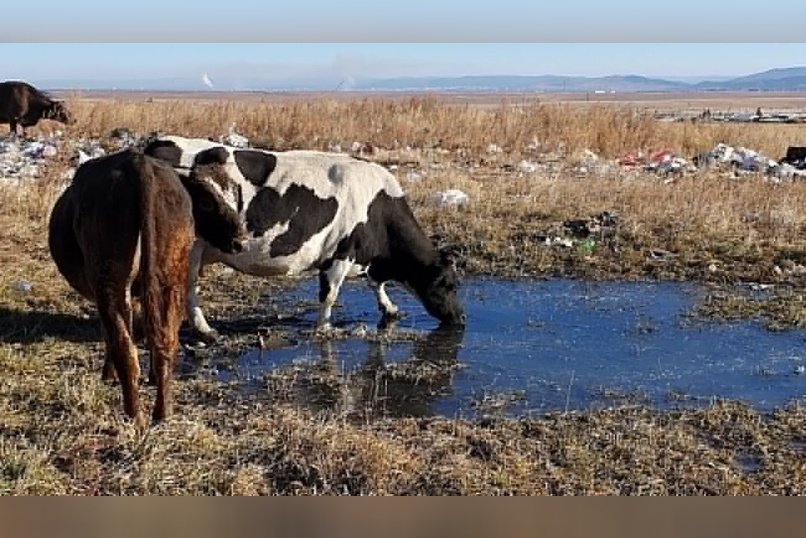Режим ЧС ввели в селе Кулусутай из-за болезни скота