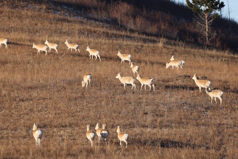 В Забайкалье мигрировали дзерены из Монголии