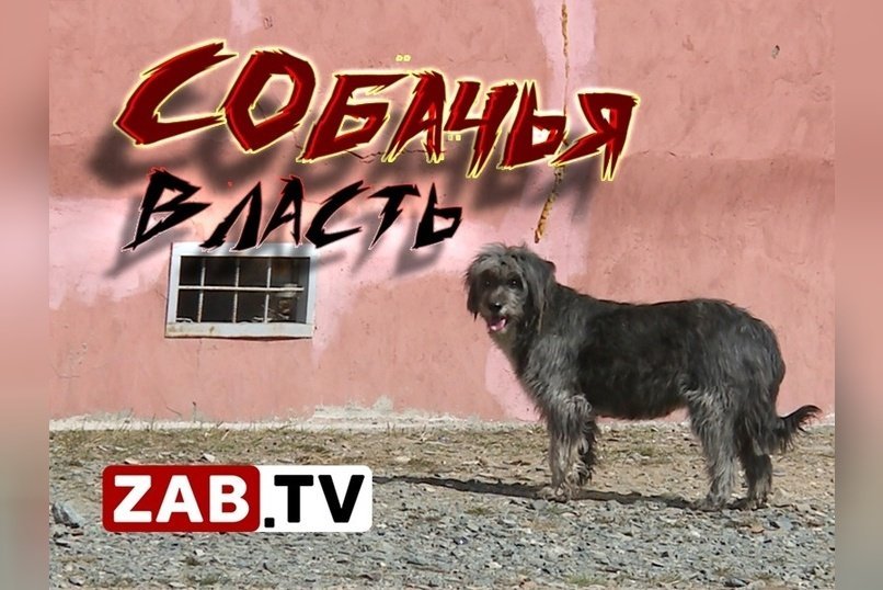 Симуляция борьбы с бродячими животными