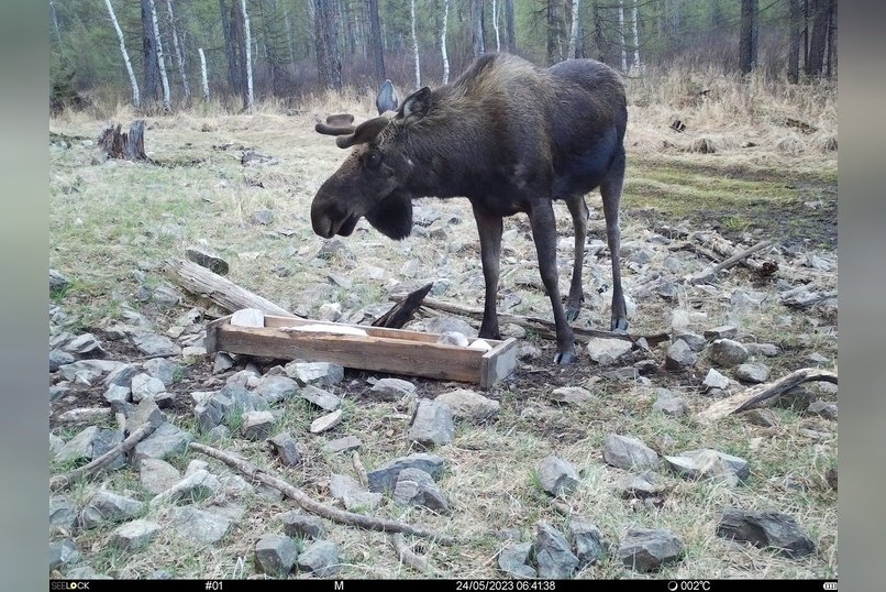 Огромный лось бегал по центру Николаевска-на-Амуре