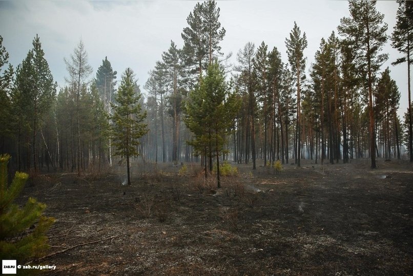 Девять лесных пожаров действуют в Забайкалье