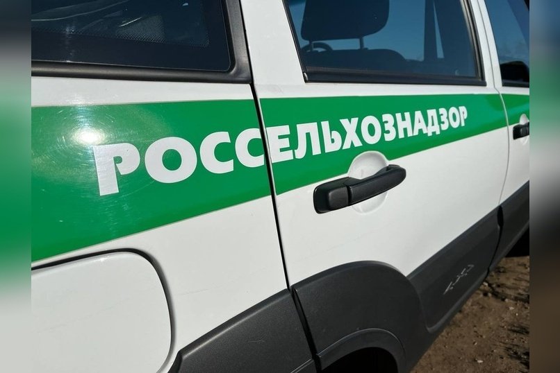 Около 54 коров пытались вывезти из региона