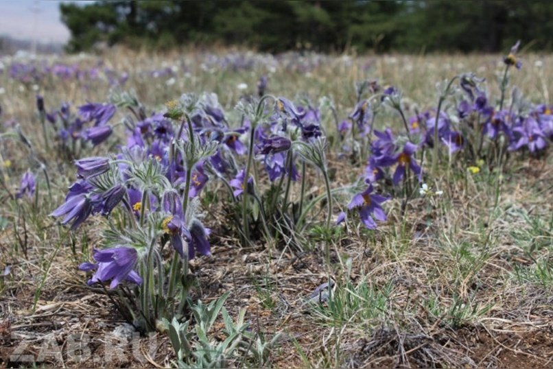 Самые жаркие и холодные дни  в мае – история погоды в Забайкалье