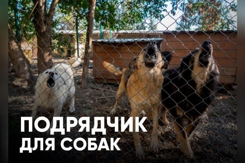В Чите ищут подрядчика для содержания агрессивных бездомных собак