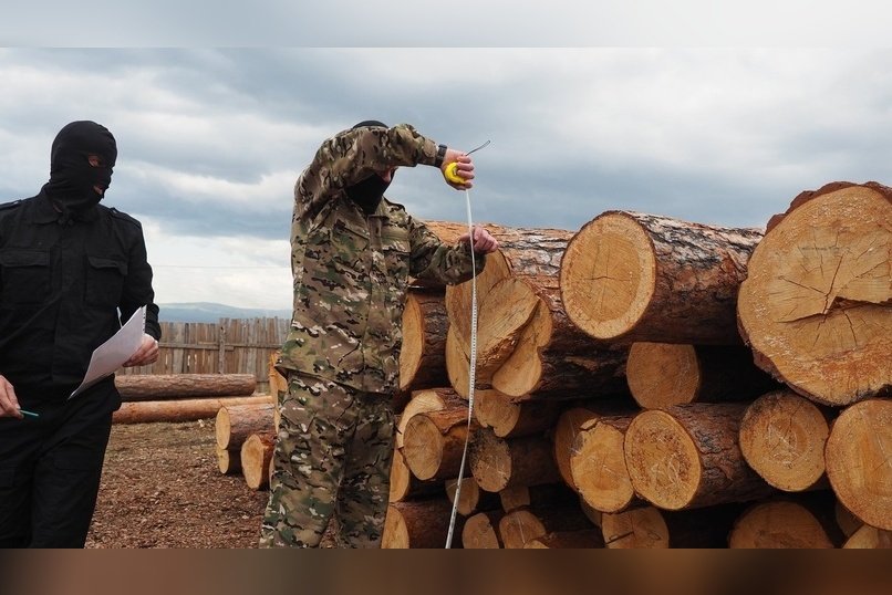 За неделю в Забайкалье выявили 20 случаев незаконных рубок леса