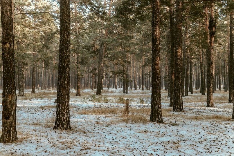 Плюсовая температура ожидается в Забайкалье