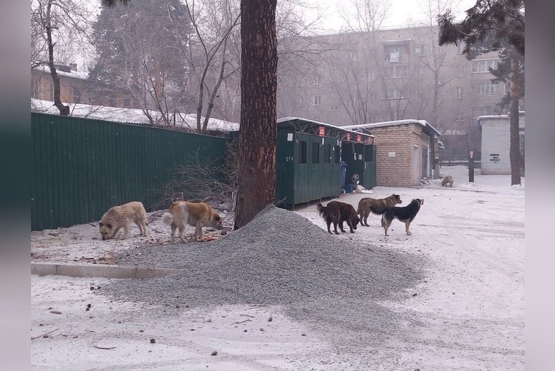 Свора огромных собак терроризирует район в Чите