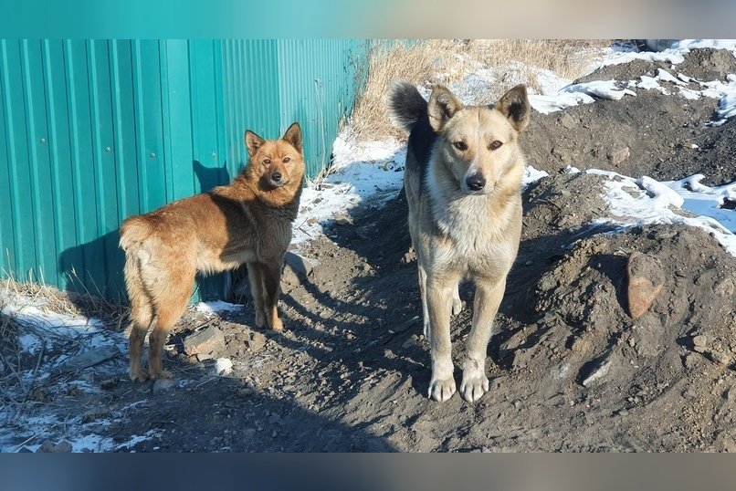 Щеглова заявила об усилении отлова бездомных собак с начала зимы