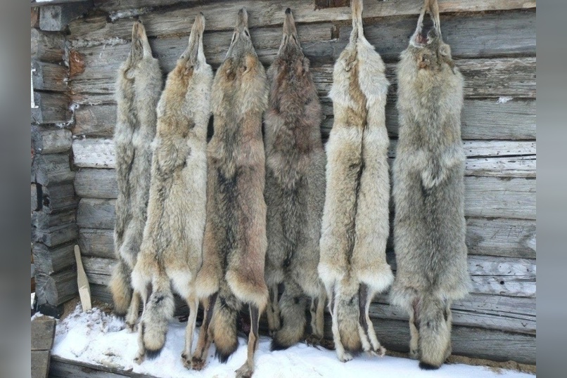 Популяция волков в Забайкалье превышает допустимый уровень в 3,5 раза