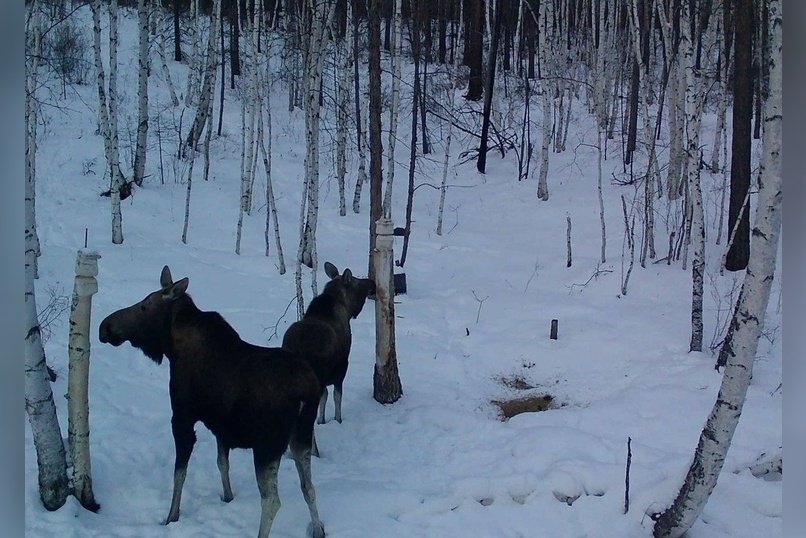 Лоси попали в объектив фотоловушек в лесу региона