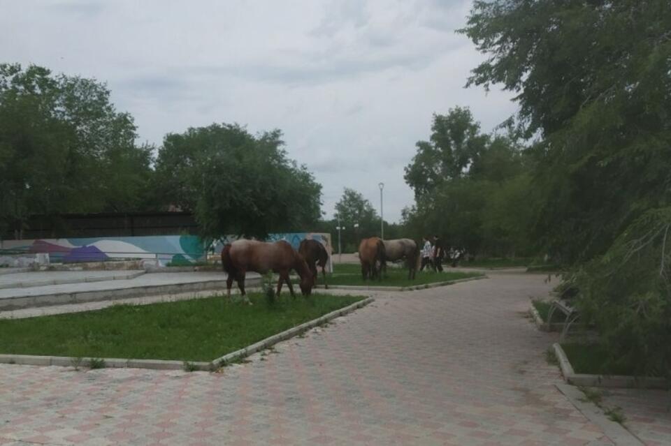 Кони и коровы захватили Краснокаменск