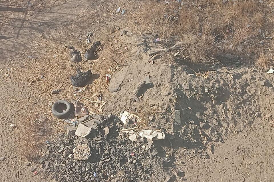 Собаки поселились на свалке под окнами дома в Чите