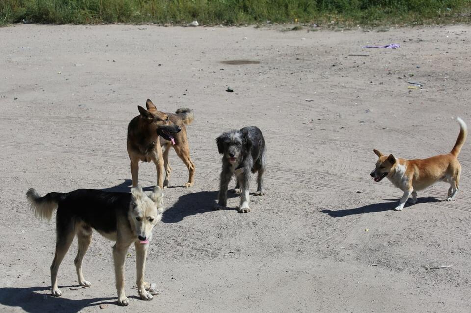Стая бездомных собак запугала жителей Ломоносова в Чите