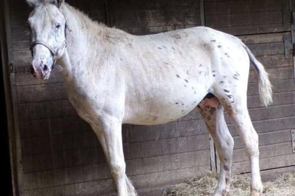 Забайкальский жеребец Юма получил международное признание в Германии