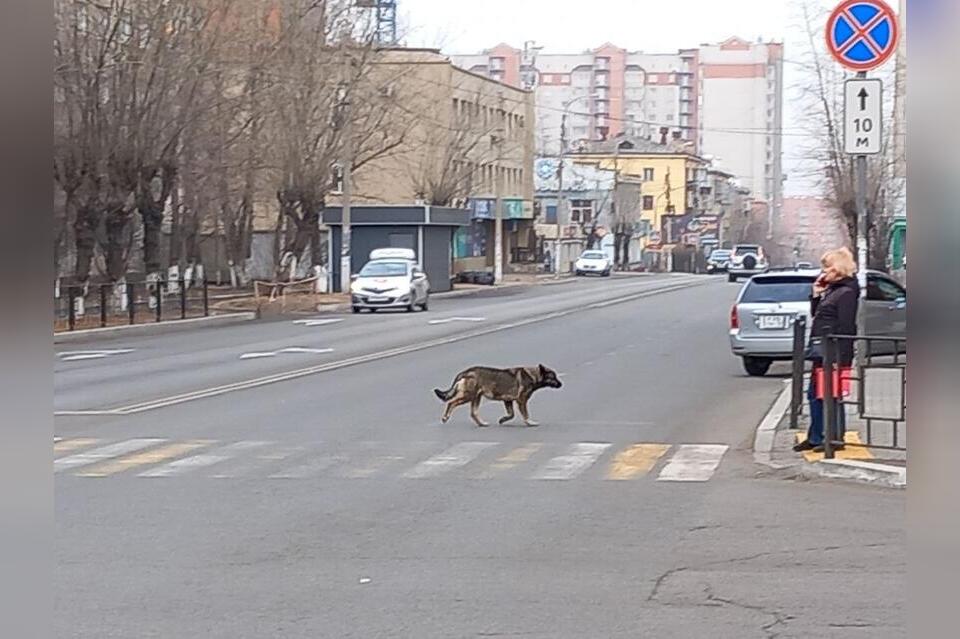 Стая собак поселилась на КСК