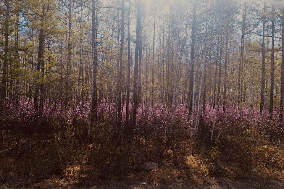 Черных лесорубов будут судить в Забайкалье